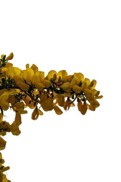 Honeybush Plant